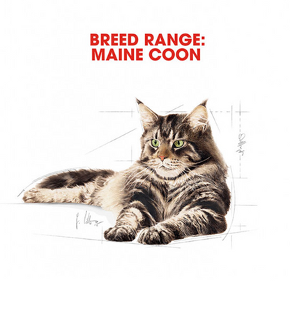 Royal Canin Maine Coon Adult 2kg